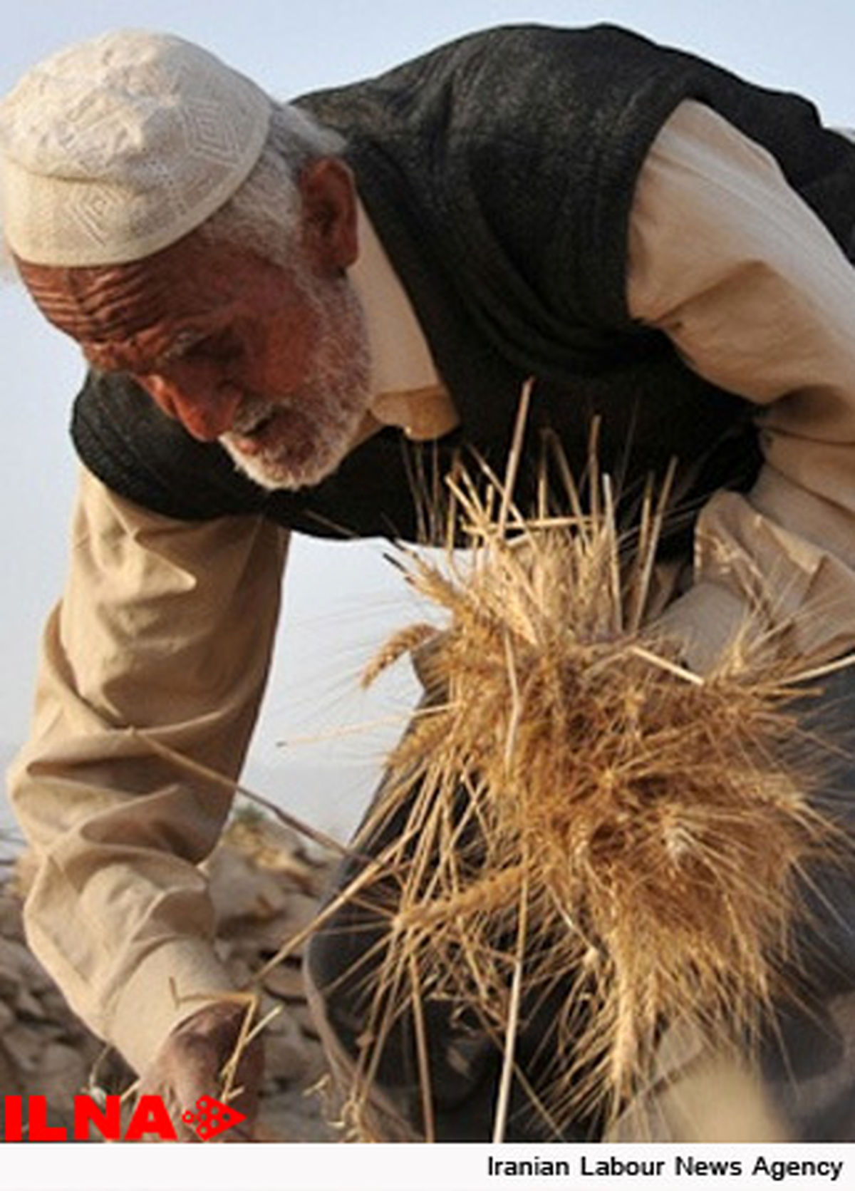 گندمکاران چنانه خواستار تسویه مطالباتشان هستند