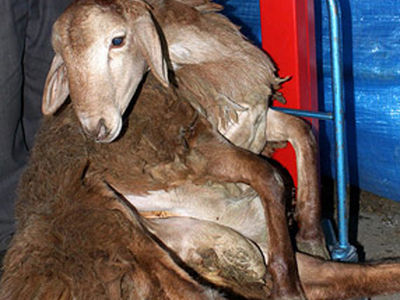 فروش هر كیلو گوشت گوسفندی 21 هزار تومان