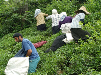 وعده پرداخت 60 میلیاردی به چای‌کاران محقق نشد