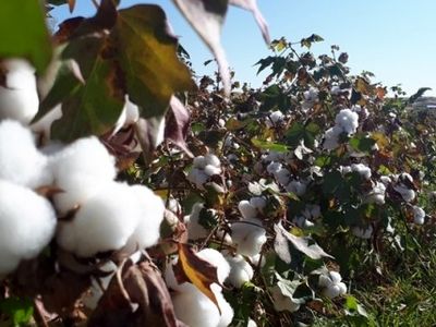 طلای سفید گلستان در حال فراموشی است/واردات بی رویه بلای جان پنبه‌کاران استان