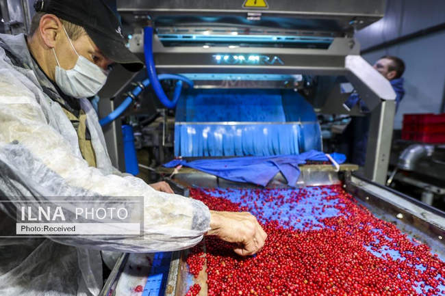 برداشت زغال اخته  در بلاروس