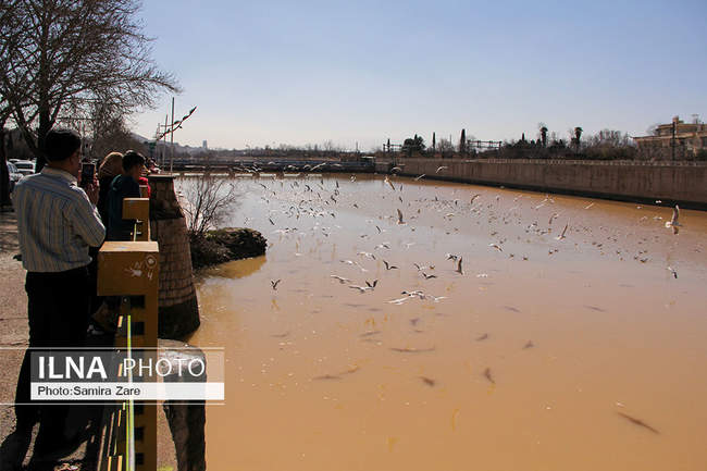 پرندگان مهاجرکاکایی درشیراز