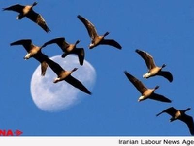 شکار غیرقانونی سالیانه یک میلیون پرنده در فریدون‌‌کنار