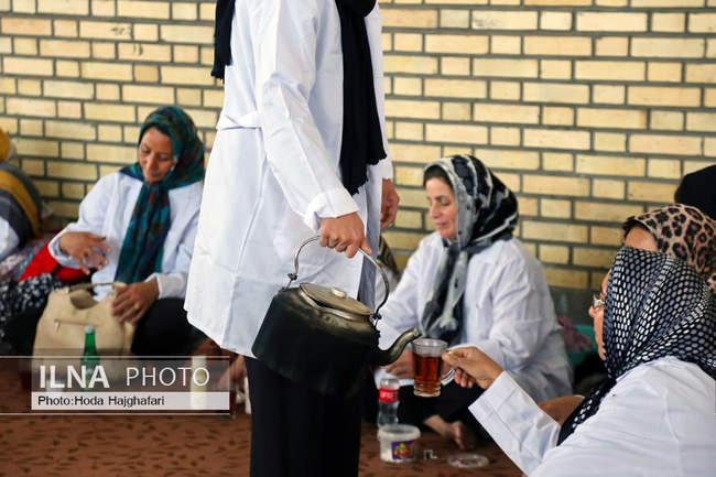 برداشت پسته از باغات نیشابور