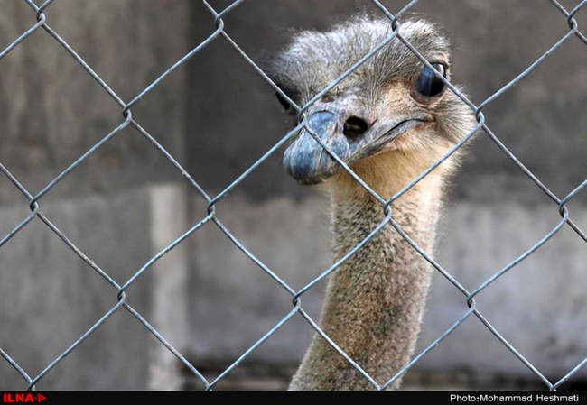 پرورش شترمرغ در سبزوار‎