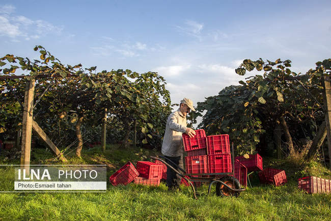 کار و امید، قصه زنان باغ کیوی