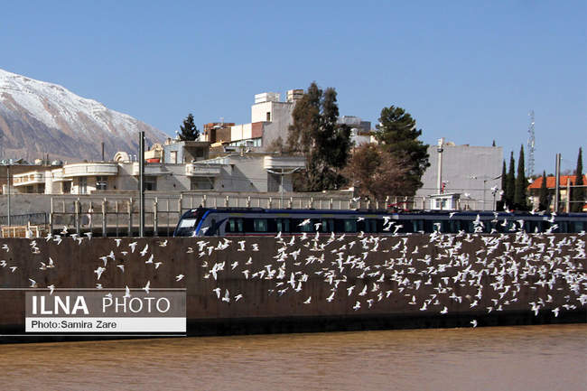 پرندگان مهاجرکاکایی درشیراز