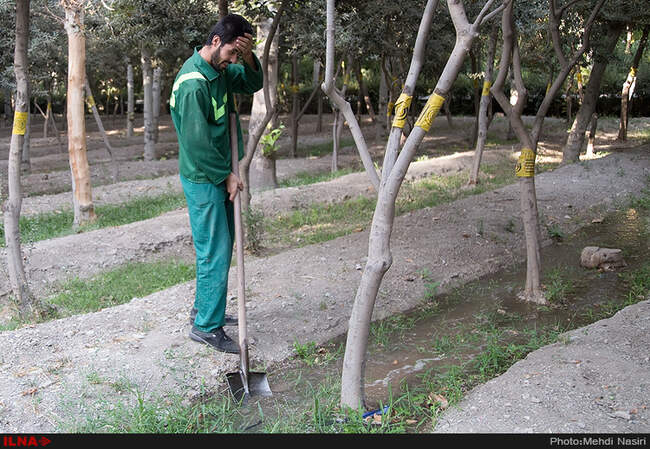 خیابانهای تهران در تصرف سفید بالک ها