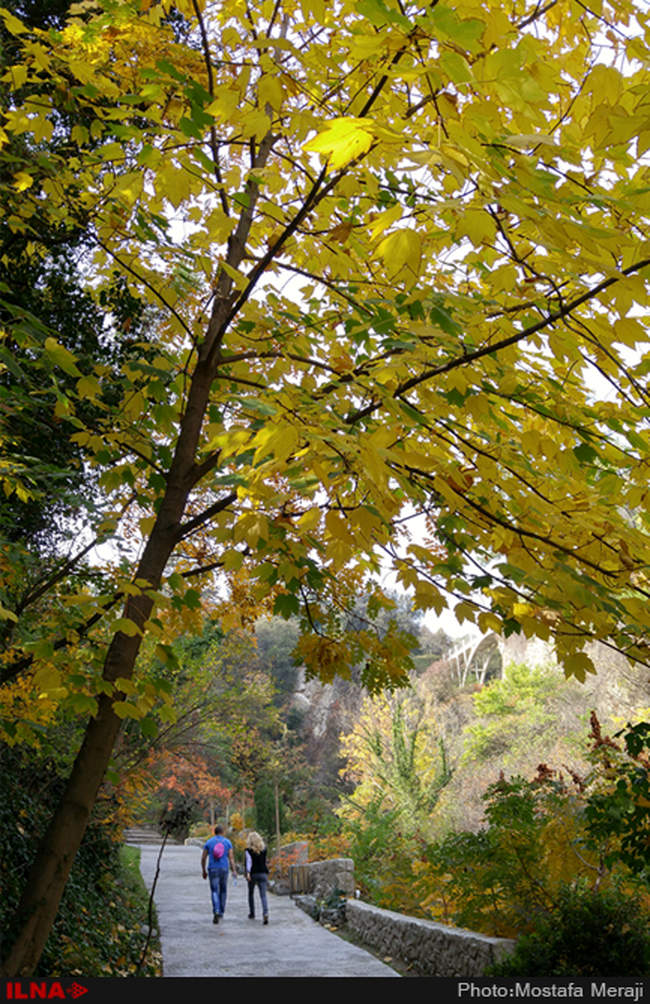 گزارش اختصاصی ایلنا از پاییز در باغ بوتانیکال تفلیس