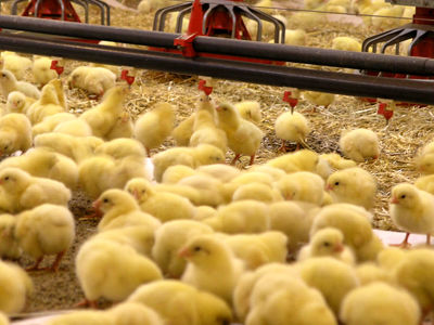 جوجه‌ریزی مناسب برای تولید گوشت مرغ در اردیبهشت ماه/ صادرات جوجه یکروزه در دستور کار