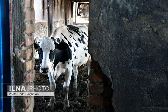 تولید در مسیر پیشرفت مناطق محروم
