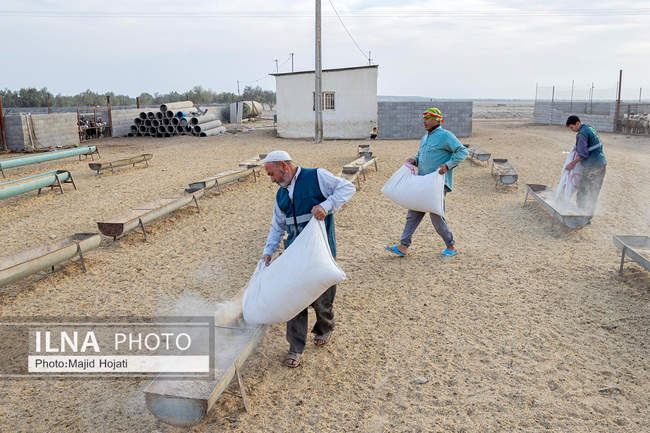 مزرعه دامپروری چپرقویمه، در مسیر محرومیت زدایی