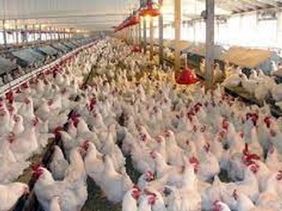 جایگاه سوم گیلان در تولید مرغ