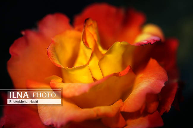  شکوفه‌های بهاری