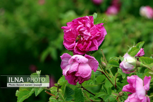 جشنواره برداشت گل محمدی در روستای عنصرود