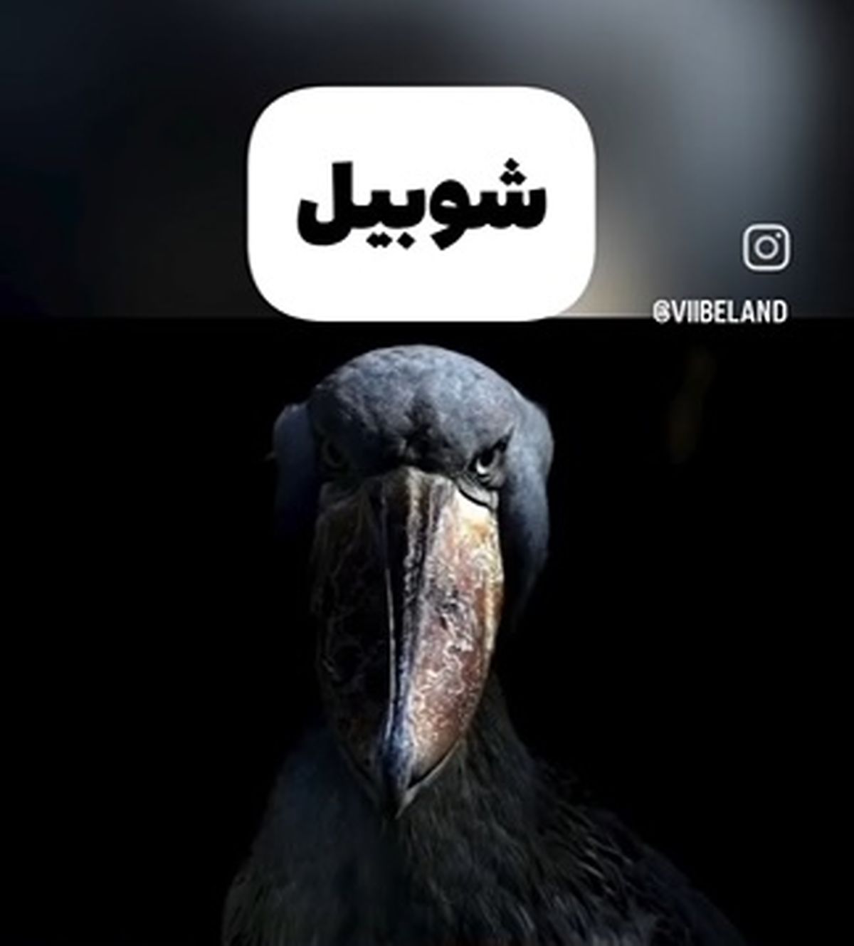 این پرنده ها ترسناک ترین صداها رو دارند + فیلم