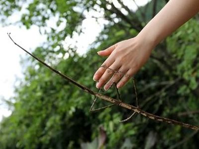 غول‌پیکرترین حشرات جهان، از چوبک ۶۰ سانتی‌متری تا جیرجیرک ۱۰۰ گرمی