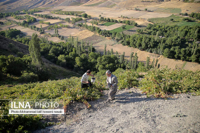 آغاز برداشت انگور سیاه در کردستان  - روستای پایگلان در شهرستان سروآبا