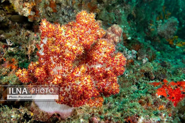 بهشت مرجانی در اعماق دریای عمان 