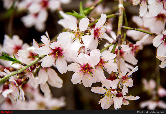 شکوفه های بهاری / شهرکرد