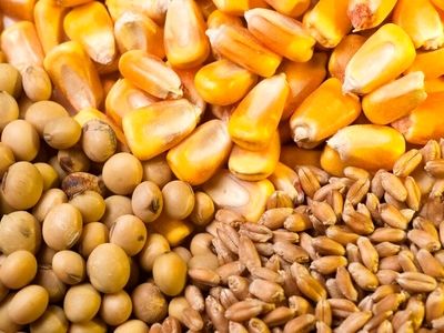 استفاده از ذخایر پشتیبانی امور دام در راستای تأمین نهاده استان مرکزی