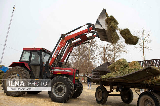 خودکفایی در تولید شیر با تلیسه نمونه