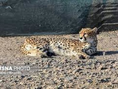 تصاویر جذاب پارک ملی توران در یک روز برفی+ فیلم