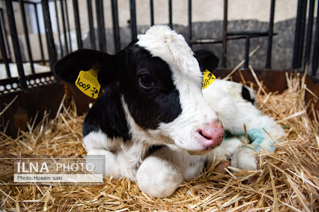 خودکفایی در تولید شیر با تلیسه نمونه