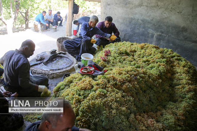 مراسم سنتی کشمش “بولاو” در روستای “دولاب سنندج 