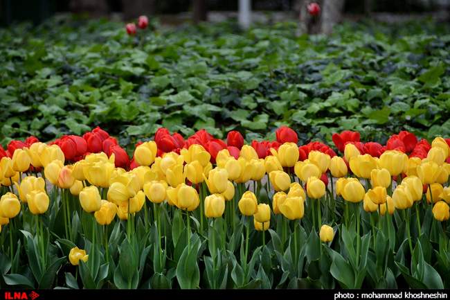 جشنواره گلهای پیازی توسط شهرداری مشهد مقدس در پارک ملت