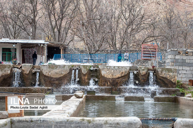 حمایت کمیته امداد امام خمینی(ره) از طرح های اشتغالزایی و تولید درشهرس