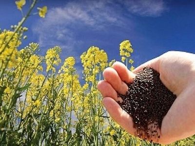 توسعه کشت دانه‌های روغنی در راستای تقویت امنیت غذایی