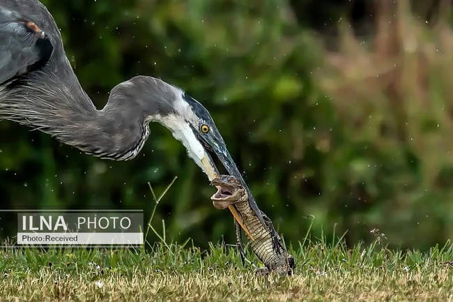 تصاویری از یک حواصیل در حال وارد کردن آخرین ضربات به یک بچه‌ تمساح