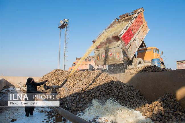 تولید شکر از چغندر قند 