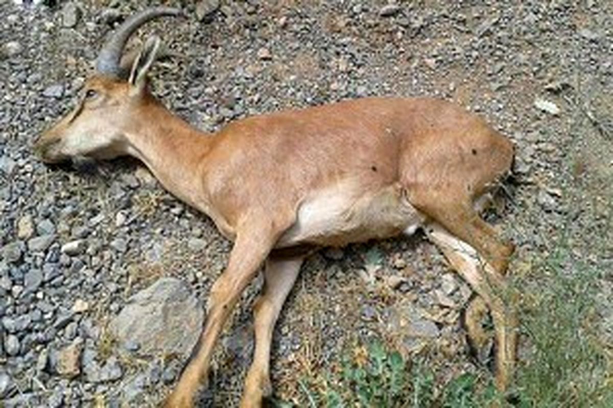 شیوع دوباره طاعون نشخوارکنندگان کوچک در منطقه حفاظت شده طالقان