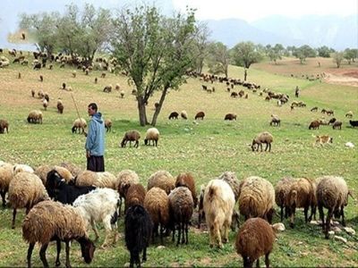 تب کریمه در دام عشایر نفوذ ندارد؛ مردم نگران دام های عید قربان نباشند/ چرای دام به حفظ مراتع کمک می کند