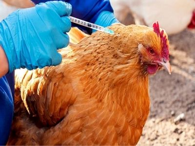 مرحله سیزدهم واکسیناسیون طیور بومی علیه نیوکاسل در استان مرکزی آغاز شد