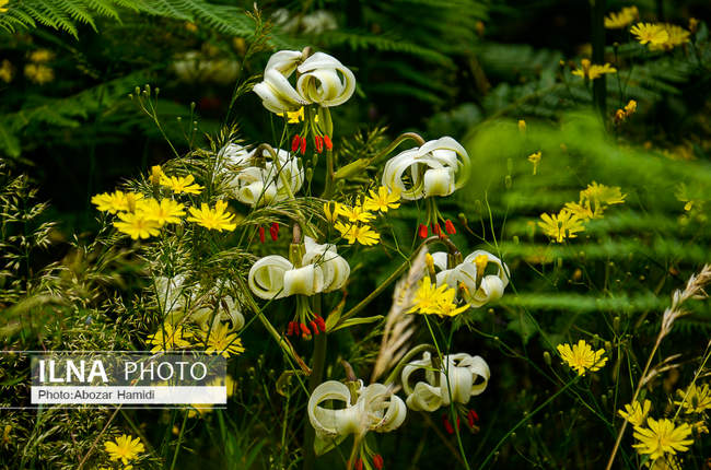 سوسن چلچراغ یکی از گونههای نادر