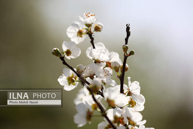شکوفه های بهاری