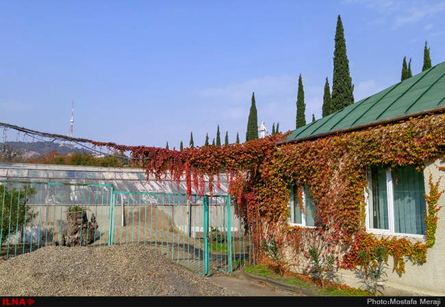 گزارش اختصاصی ایلنا از پاییز در باغ بوتانیکال تفلیس