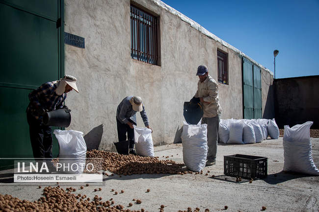 برداشت گردو اصلاح شده با دستگاه مکانیزه 