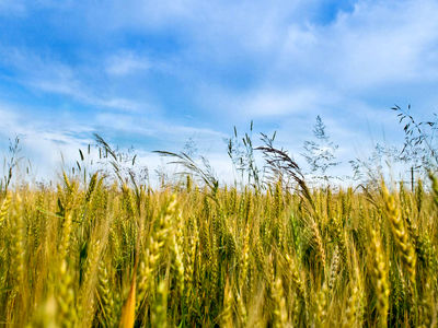 پیش بینی کاشت 550 هکتار جو برای سال آینده