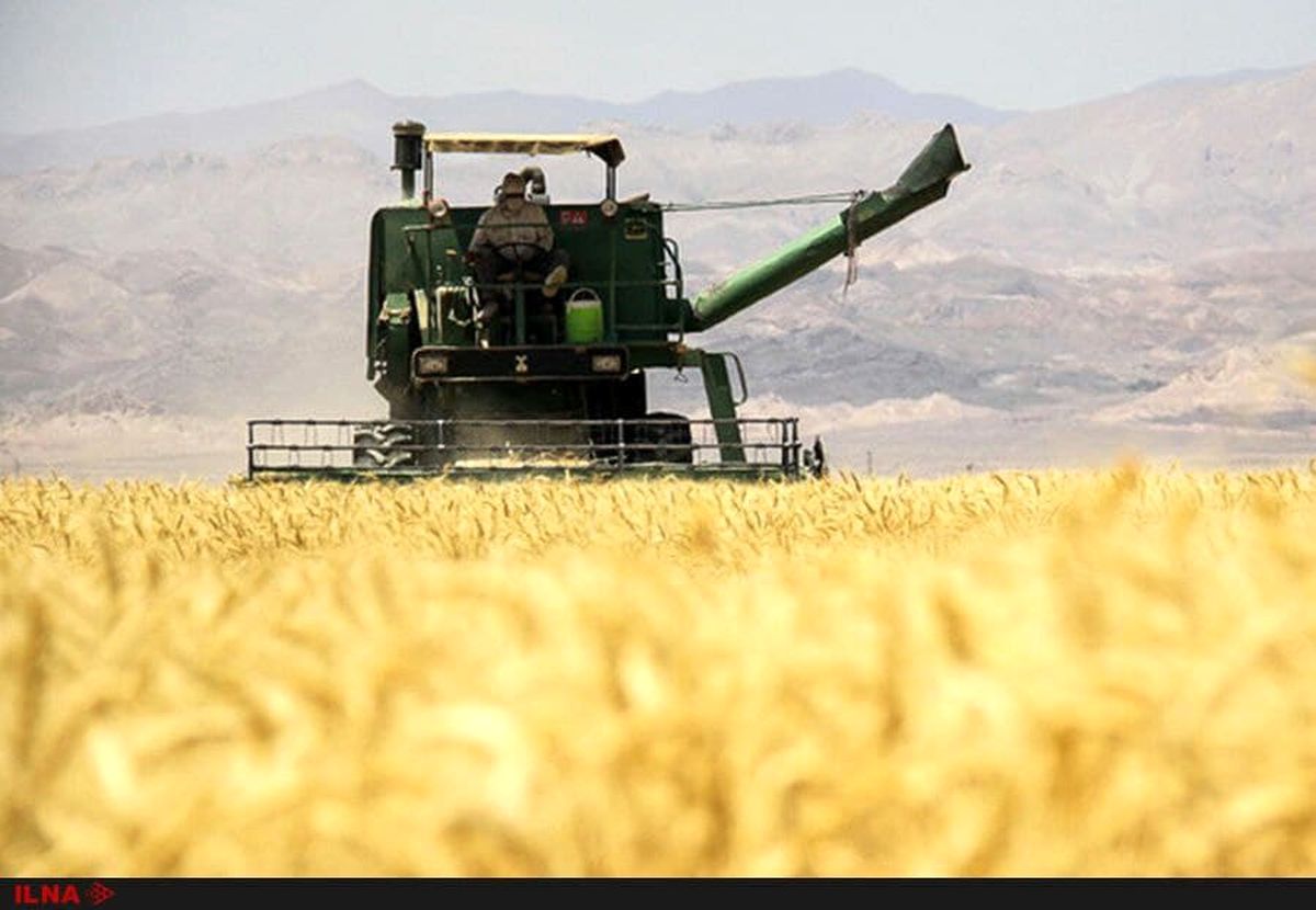 آغاز برداشت جو از مزارع شهرستان خواف