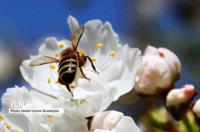 شکوفه های بهاری اصفهان 