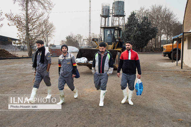 خودکفایی در تولید شیر با تلیسه نمونه