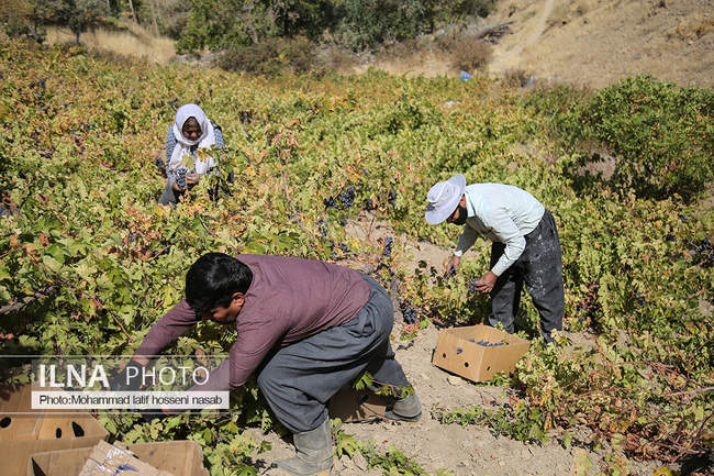 برداشت  انگور سیاه در کردستان 