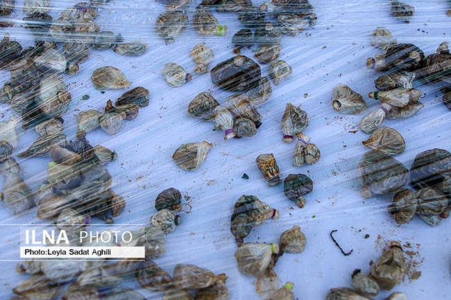 اجرای سومین طرح ظفر ۱۴۰۰ در پایتخت