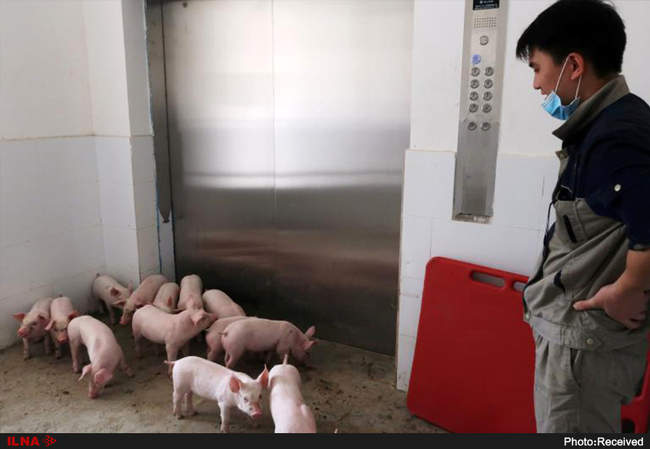 دوستی انسان و حیوانات