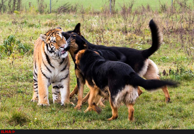 دوستی ببر و سگ