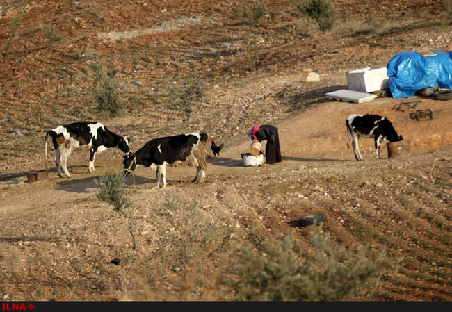 زندگی خانواده های سوری در غارها